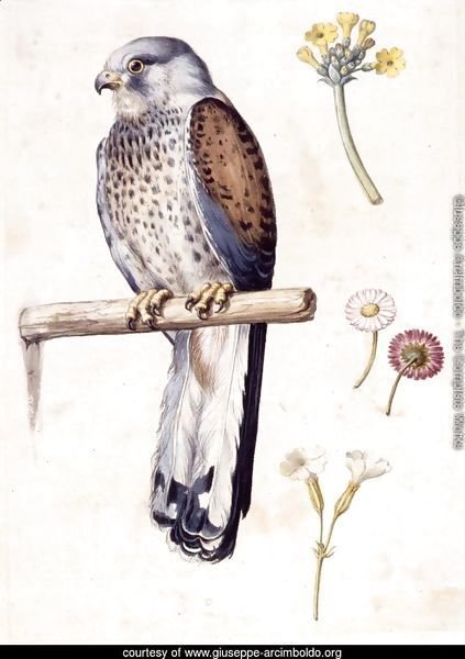 Study of a Lesser Kestrel and Flowers