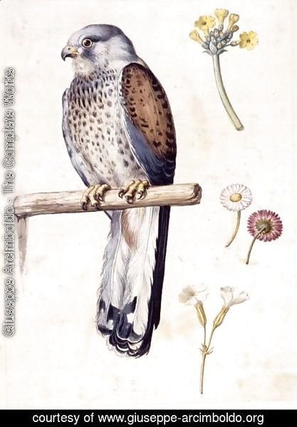 Giuseppe Arcimboldo - Study of a Lesser Kestrel and Flowers