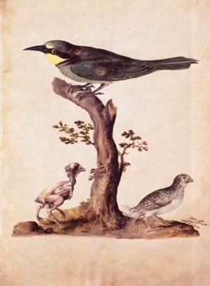 Giuseppe Arcimboldo - Birds 4