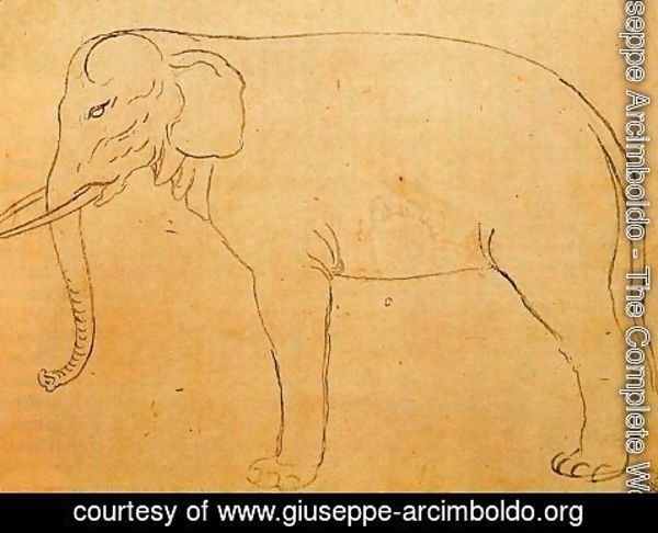 Giuseppe Arcimboldo - Drawing of an elephant