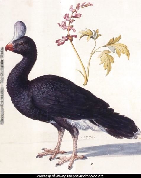 Study of a Helmeted Curassow