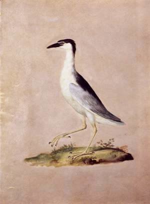 Giuseppe Arcimboldo - Birds 3