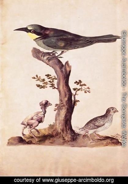 Giuseppe Arcimboldo - Birds 4